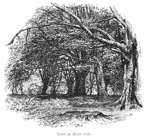 View in Mark Ash Wood by Walter Crane